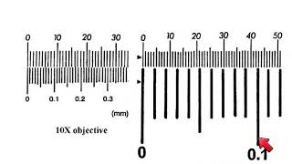 AS Biology  How to calibrate a microscope [upl. by Rammus]