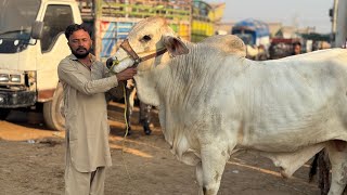 Future Champions Bull Just 17 Month Old Kid  Hashim Kamal Chez Mandi Main Lay Aya SSTvs [upl. by Gaelan]