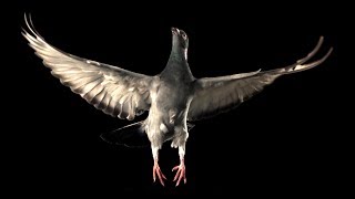 Slow Motion Pigeon Flight  BBC Earth [upl. by Nelra170]