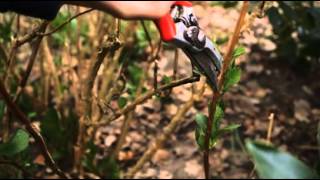 How to prune for beginners  Grow at Home  Royal Horticultural Society [upl. by Had]