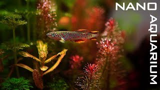 New NANO AQUARIUM For KILLIFISH [upl. by Mmada]