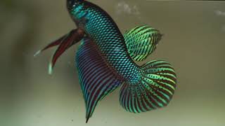 Wild betta smaragdina [upl. by Erich]