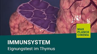 Immunsystem  Eignungstest im Thymus [upl. by Iover]