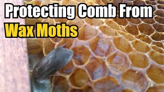 Protecting Comb From Wax Moths [upl. by Perlie]