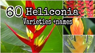 TOP 60 Heliconia Plants Different Types and Varieties tropical plant [upl. by Yacano763]