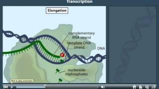 Transcription Animation [upl. by Oiceladni]