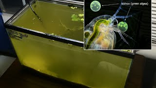 Raising Daphnia for the Freshwater Aquarium [upl. by Yeblehs175]