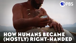 How Humans Became Mostly RightHanded [upl. by Einnig185]