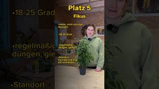 Pflegeleichte Zimmerpflanzen – Platz 5 Ficus 🪴 [upl. by Aihcats]