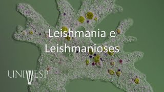 Parasitologia  Aula 08  Leishmania e Leishmanioses [upl. by Laing108]