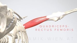 Quadriceps Rectus Femoris 3D Animation [upl. by Essilem]