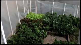 A Backyard Greenhouse to Grow Food In Winter [upl. by Netniuq]