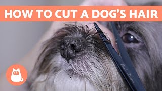 How to Cut a Dogs Hair 🐶 BASIC GROOMING Tutorial [upl. by Acinot643]