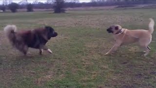 Caucasian ovcharka vs Kangal Shepperd [upl. by Ahsirak]