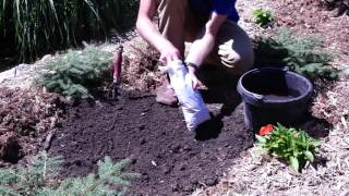 How to Plant Campsis Radicans Orange Trumpet Creeper [upl. by Dukie]