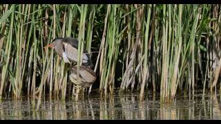 Woudaap Harelbeke De Gavers [upl. by Pavel]