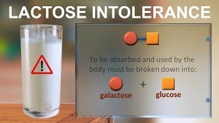 Lactose intolerance IQOGCSIC [upl. by Laurent502]