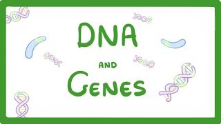 GCSE Biology  DNA Part 1  Genes and the Genome 63 [upl. by Teage]