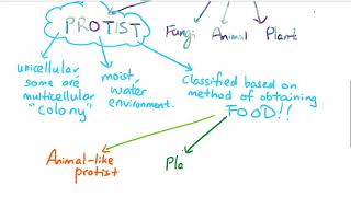 Protist [upl. by Otsugua]