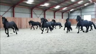 10 frisky Friesian horses [upl. by Ddot]