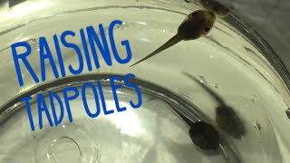 How to Raise Tadpoles [upl. by Ocimad]