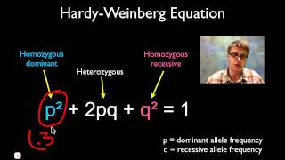 Solving Hardy Weinberg Problems [upl. by Angelique]