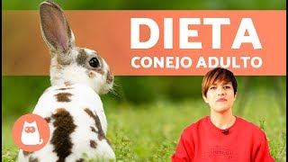 DIETA de un CONEJO ADULTO  ¿Qué come y Cada Cuánto [upl. by Eerized]