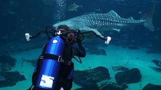 Georgia Aquarium Whale sharks and manta rays [upl. by Llerol]