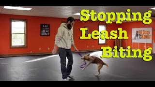 How Do I Stop My Dog From Biting the Leash [upl. by Adrell]