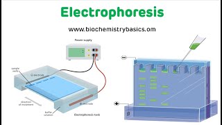 Electrophoresis Technique  Electrophoresis Biochemistry [upl. by Nema]