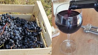 Homemade Italian Wine  How to make wine at home from grapes without yeast and sugar [upl. by Medwin]