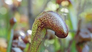 Darlingtonia Californica aka Pitcher Plant [upl. by Nylaret]