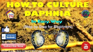 HOW TO CULTURE DAPHNIA In Easy Way [upl. by Canice]