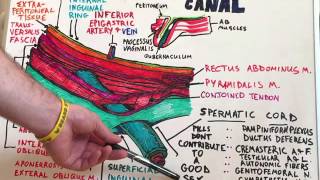 Inguinal Canal  Anatomy Lecture for Medical Students  USMLE Step1 [upl. by Aikrehs771]