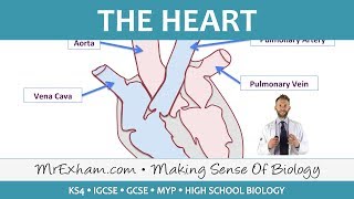 The Heart  GCSE Biology 91 [upl. by Oinigih404]