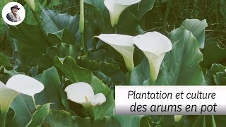 L’arum dEthiopie culture et multiplication [upl. by Dickey]