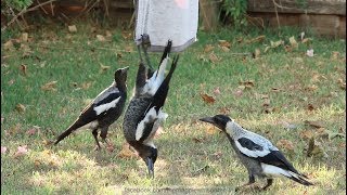 Australian Magpies Hanging Around  Part 1 [upl. by Meir]