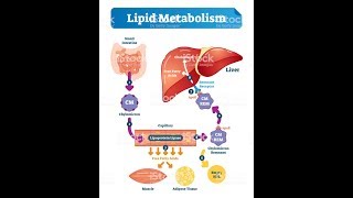 LIPID METABOLISM Biochemistry Session 1Lipid Digestion [upl. by Addam295]