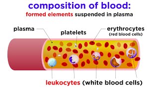 The Composition and Function of Blood [upl. by Anelas45]