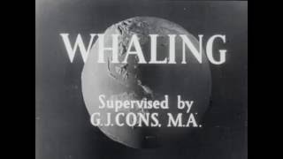 1940s whaling in the Antarctic [upl. by Arytahs690]