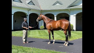 MyRacehorse quotBreeding Shedquot [upl. by Rosena]