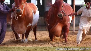 cattle farming in pakistan  JAMAL CATTLE FARM ❤ COLLECTION ❤ [upl. by Erdah595]