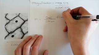 Calculating magnification Microscope calculations [upl. by Liu]