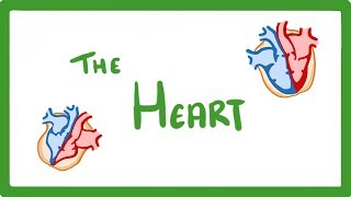 GCSE Biology  The Heart 23 [upl. by Alleinnad981]