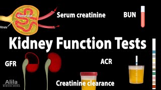 Kidney Function Tests Animation [upl. by Burrow]