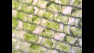 Osmosis in Elodea [upl. by Bruner]