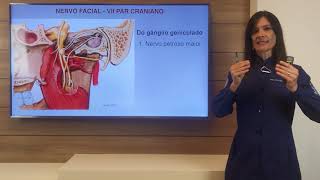 Nervo Facial VII par craniano [upl. by Lorianna]