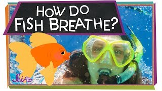 How Do Fish Breathe  Animal Science for Kids [upl. by Egwin]