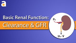 Basic Renal Function Clearance and GFR [upl. by Yila]