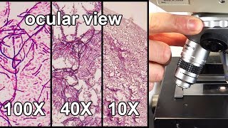 How to Focus a Microscope amp How the Field of View Changes [upl. by Sucramel333]